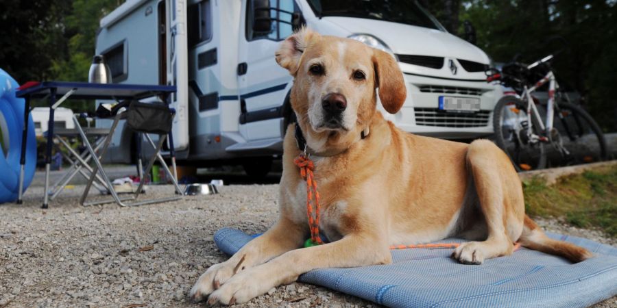 Wohnmobil Hund Campen draussen