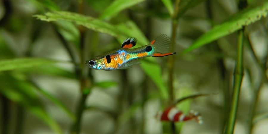 Aquarium Guppy Fisch bunt Algen