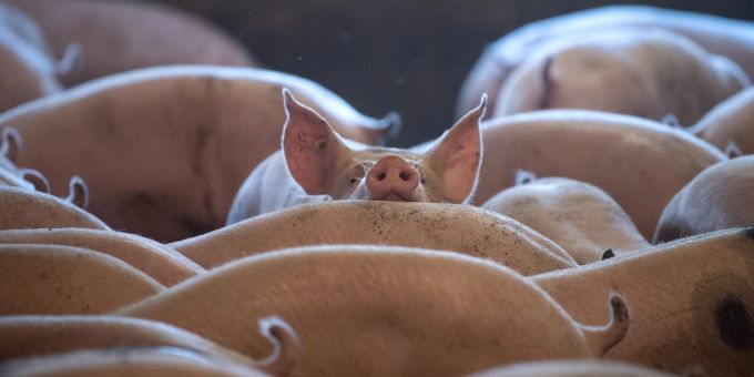 Schweine stehen in einem Stall in Niedersachsen. Schweine stehen in einem Stall in Niedersachsen.