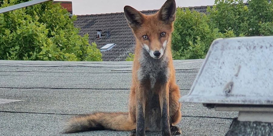 Ein junger Fuchs auf einem Dach in Charlottenburg.