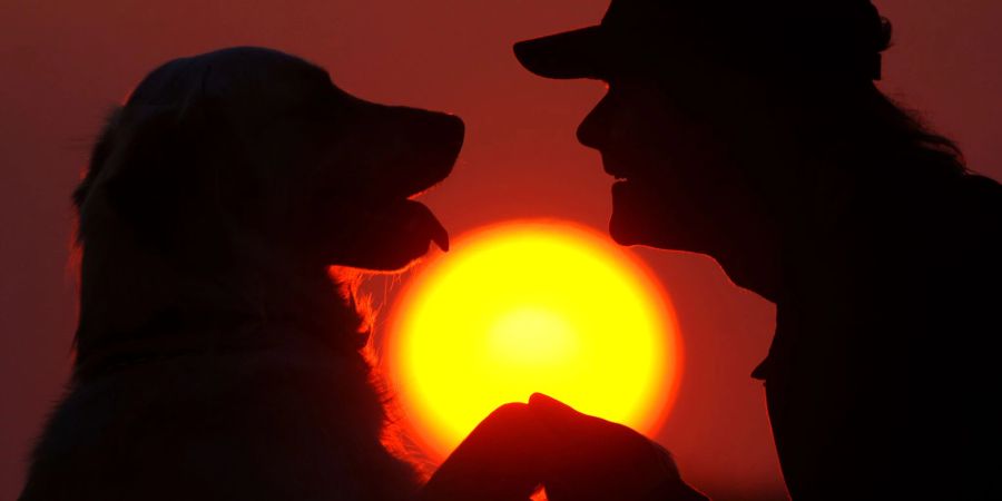 Japanische Forscher haben beobachtet: Hunde können beim Wiedersehen mit Herrchen oder Frauchen Freudentränen vergiessen.