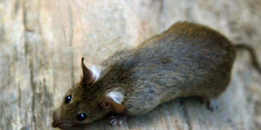 Forscher haben Ratten beigebracht, mit ihnen Versteck zu spielen. Die Nager erweckten dabei den Eindruck, dass es ihnen Spass machte. Foto: Arno Burgi