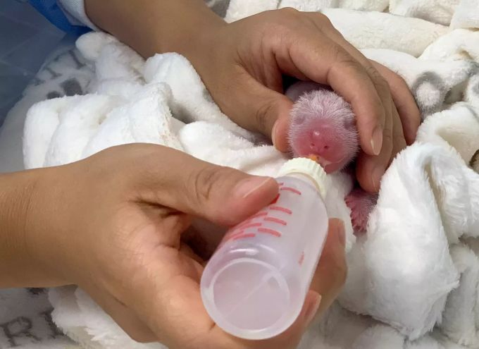Der Kleinere der beiden Neugeborenen wird zusätzlich im Inkubator mit abgepumpter Milch gefüttert. panda baby