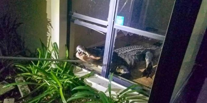 Der Alligator brach durchs Fenster ein. Alligator