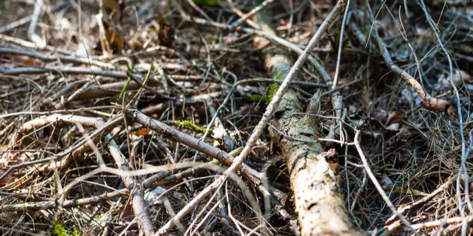 Waldbrandgefahr Waldbrandgefahr