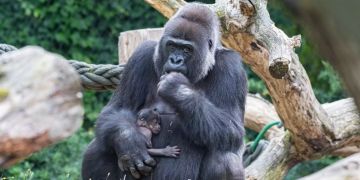 Zoo Basel gorillas