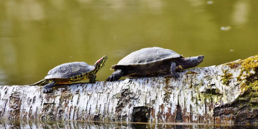 Schildkröten