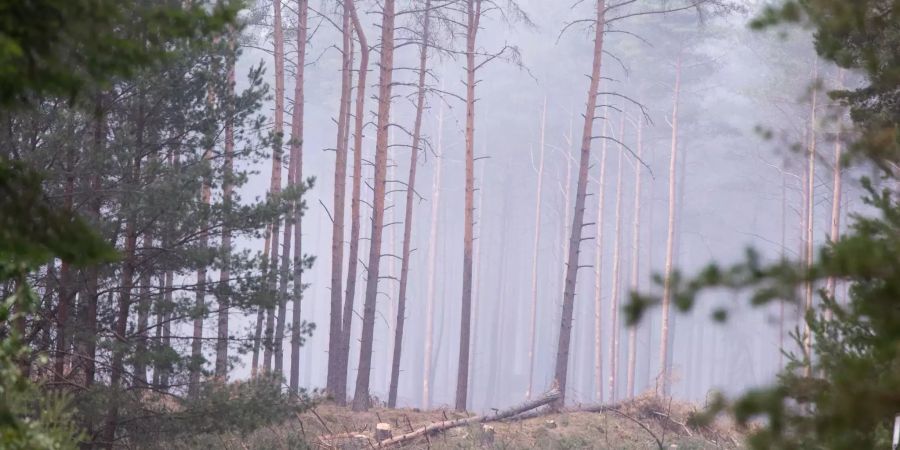 Rauch zieht bei einem beim Waldbrand auf dem ehemaligen Truppenübungsplatz durch die Baumstämme