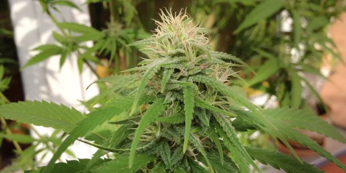 Cannabis könnte in der Schweiz schon bald legal sein. Cannabis