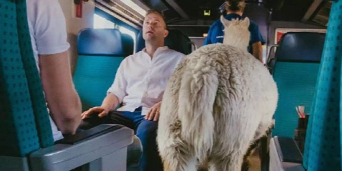 Dürfen die das? - Darum sitzen Divertimento mit einem Lama im SBB-Zug