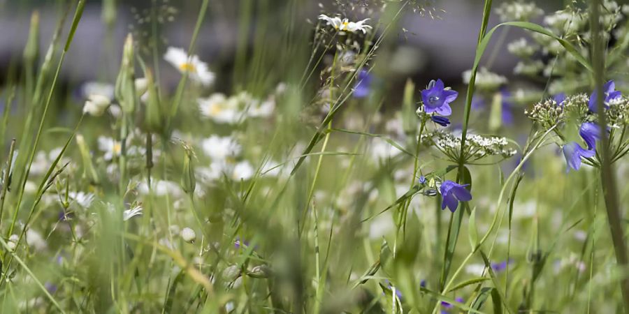 Glockenblumen in einer Magerwiese (Archivbild)