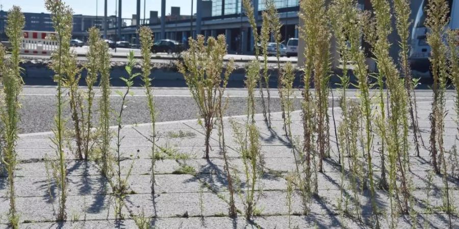 Pflanzen bahnen sich ihren Weg zwischen Gehwegplatten. Viele deutsche Städte verzichten teils schon seit vielen Jahren auf Glyphosat. Foto: Bernd Settnik
