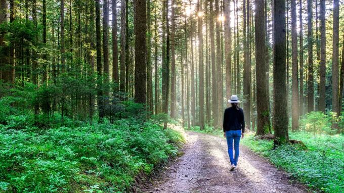 Eine Frau spaziert durch einen Wald. Spaziergang Frau Wald