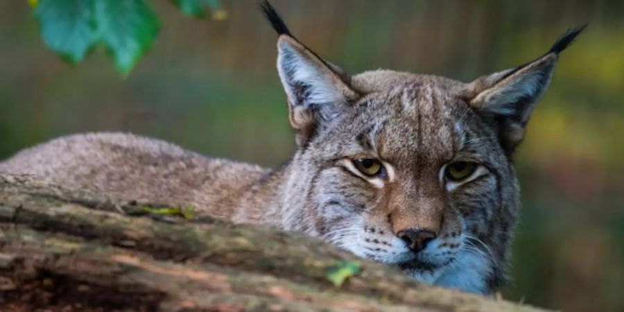 Ein Luchs in seinem Gehege. Mindestens 135 Luchse sind im vergangenen Jahr durch Deutschlands Wälder gestreift. Foto: Andreas Arnold