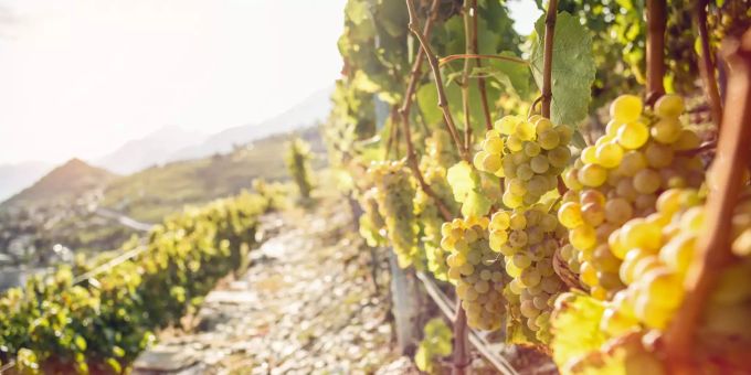Helfen Sie den Winzern bei der Traubenlese. Wallis