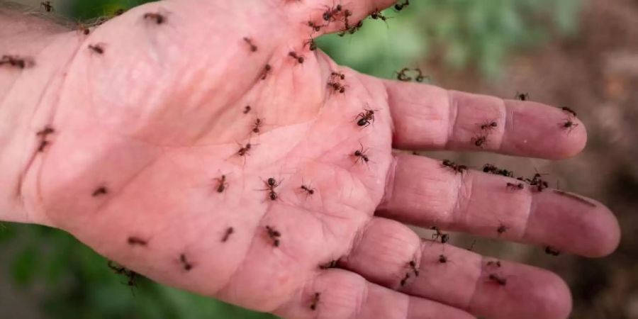 Auch solche roten Waldameisen sollen durch die Arbeit von Ehrenamtlichen mehr Schutz erfahren. Foto: Peter Steffen