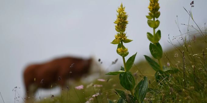 Wegen Klimawandel - Jede zweite deutsche Gebirgspflanze gefährdet