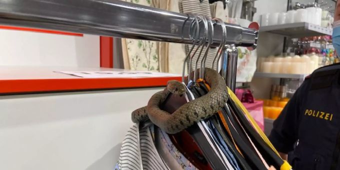 Eine Ringelnatter wickelt ihren Körper um mehrere Kleiderbügel in einem Modegeschäft. Ringelnatter