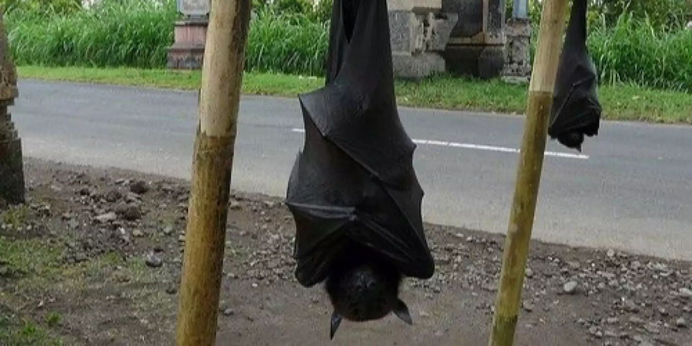 Touristenschreck: Flughunde auf den Philippinen können gross werden ...