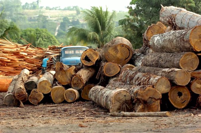 Gefällte und verarbeitete Bäume in Brasilien. Brasilien