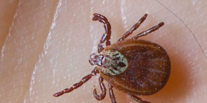 Zecken können verschiedene Krankheiten übertragen. (Archivbild) lyme-borreliose