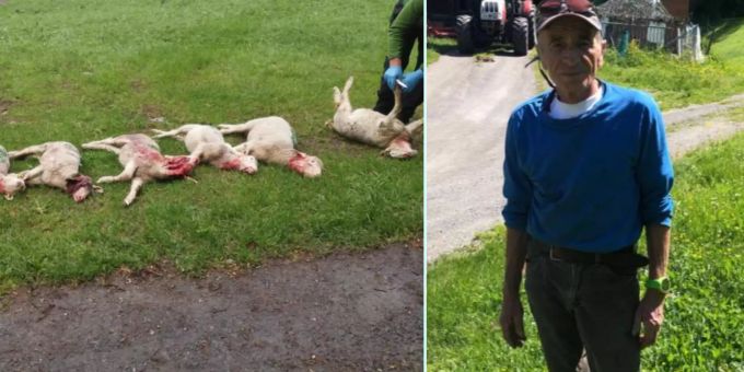 «Angst» - Wolf reisst in Walliser Dorf 8 junge Schäfli
