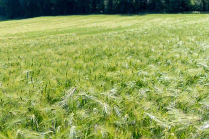 Sommer-Gerste in Villmergen.