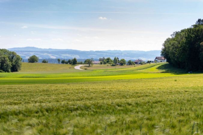 Die Aussicht aus einem Uezwiler Waldes.