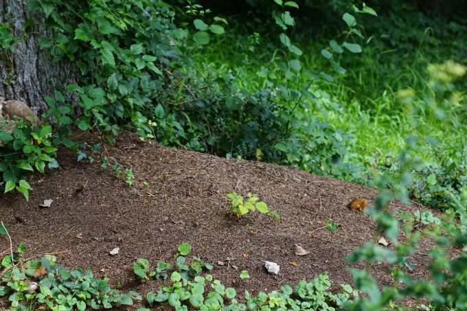 Künftig sollen auch die Waldameisen eine Station auf dem Insektenpfad bekommen. Ameisen Insektenpfad
