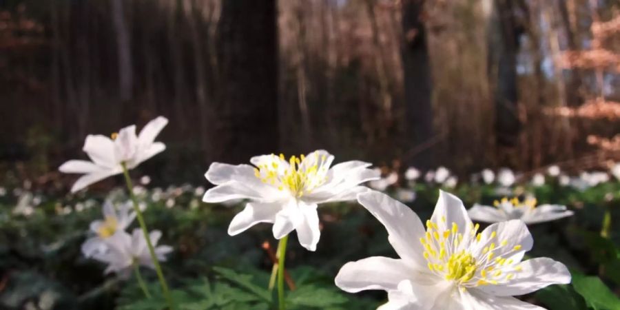 Das Kronendach der Bäume sorgt für kleinräumig unterschiedliche klimatische Bedingungen, die für die Waldlebewesen von entscheidender Bedeutung sind. Im Bild Anemonen in der Lehnflue bei Oensingen im Kanton Solothurn. (Foto: Markus Bolliger)