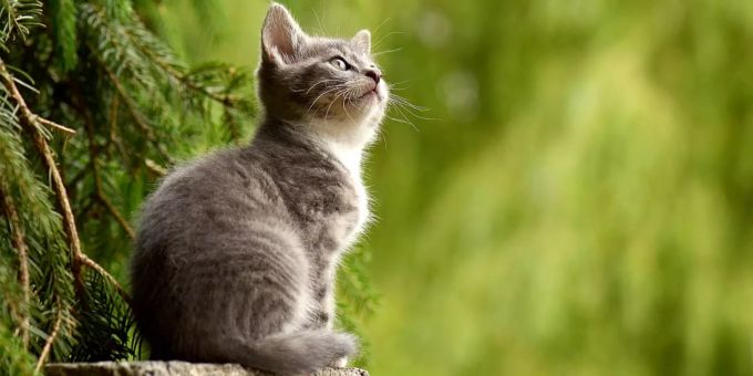 Auch Katzen brauchen Kontakt zu ihrem Besitzer. (Symbolbild) Katze