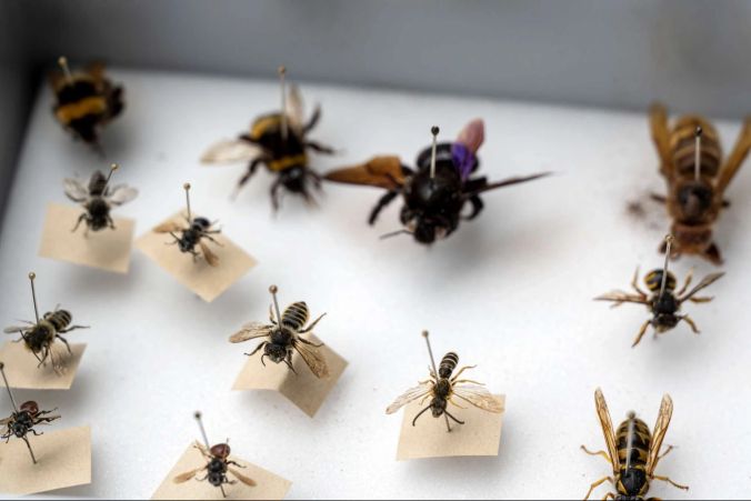 Diese und andere einheimischen Wildbienen sollen in Zukunft den Stockhornkreisel bevölkern