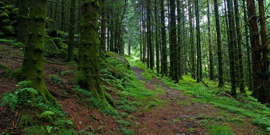 Gartenabfälle schaden der Waldgesundheit