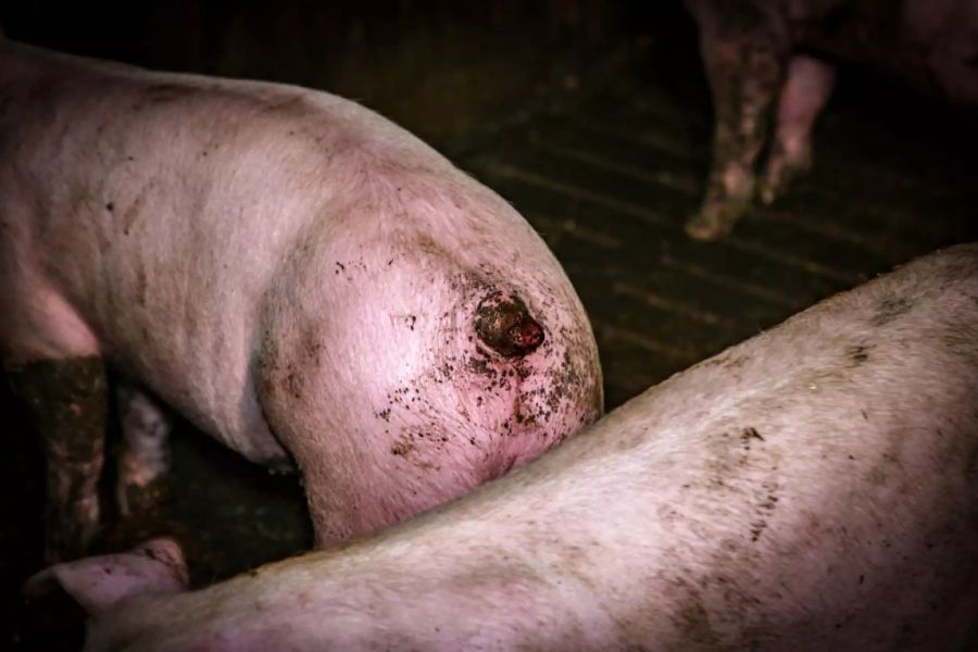 Verhaltensgestörte Artgenossen haben diesem Schwein den Schwanz abgebissen.