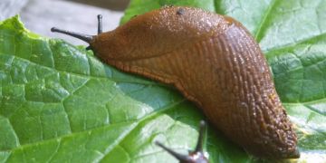 Molluskizid Nacktschnecken
