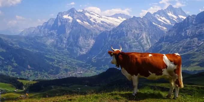 Kuh mit Blick auf Grindelwald - Sommer 2020 Kuh im Bild