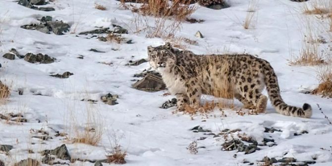 WWF Mongolei Schneeleoparden