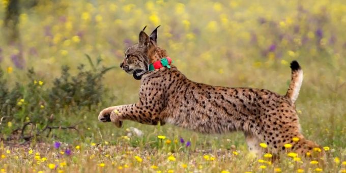 Iberischer Luchs Iberischer Luchs