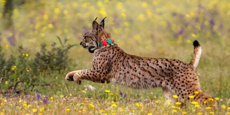 Iberischer Luchs