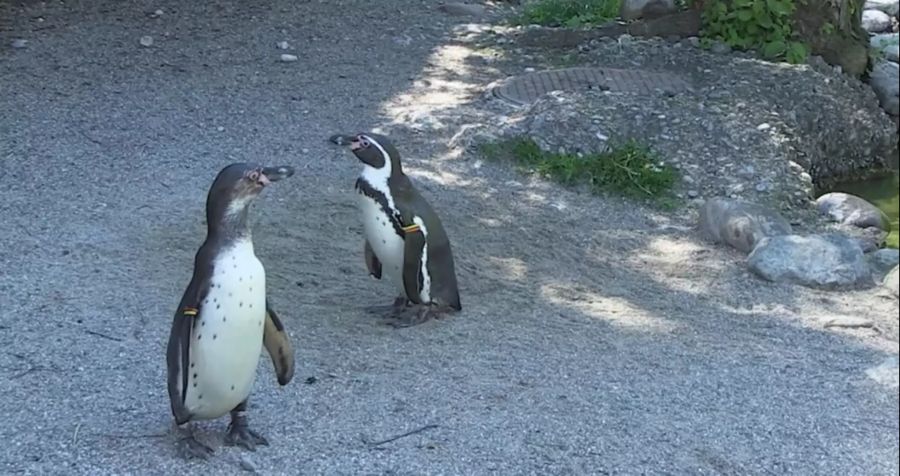 humboldtpinguine