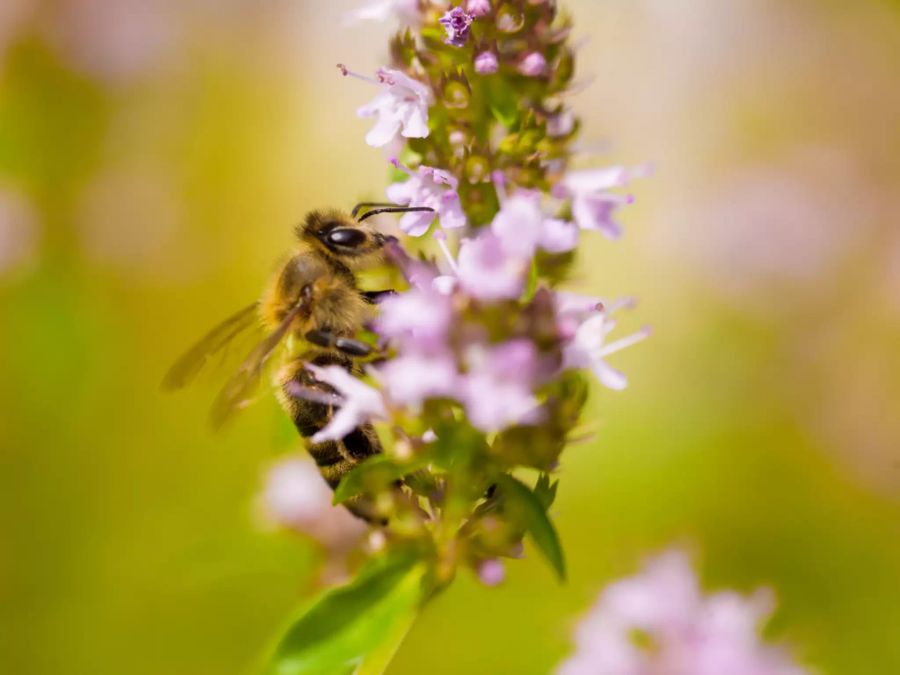 Lavendel