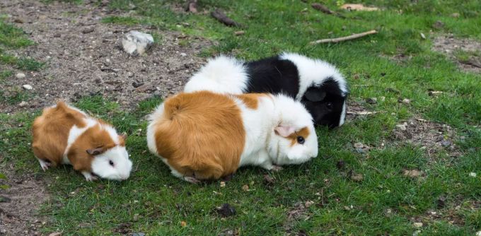 Eine Meerschweinchenfamilie. Meerschweinchen