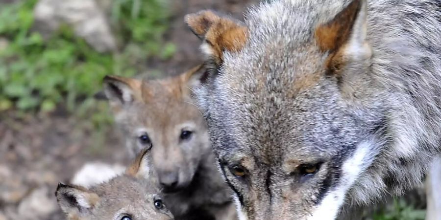 Die Gruppe Wolf Schweiz sieht die Ursache für die wachsende Wolfspopulation in der Schweiz  in der hohen Wilddichte hierzulande. (Archivbild)