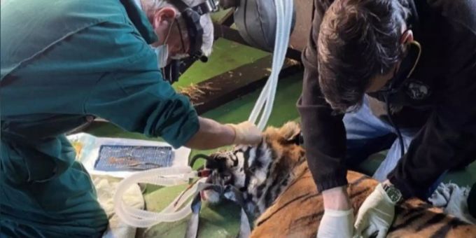 Good News - Briten-Chirurg rettet mit spektakulärer OP ein Tiger-Auge