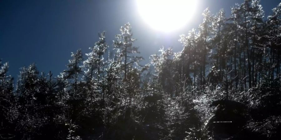 Wald bei Drolshagen in Nordrhein-Westfalen