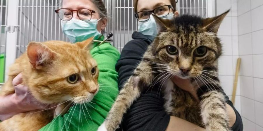Die Katzen Lolek (l) und Bolek suchen nach ihrer überstandenen Corona-Infektion ein neues Zuhause. Die beiden kastrierten Kater sind in den Vermittlungsbereich des Tierheims umgezogen. Foto: Markus Scholz/dpa