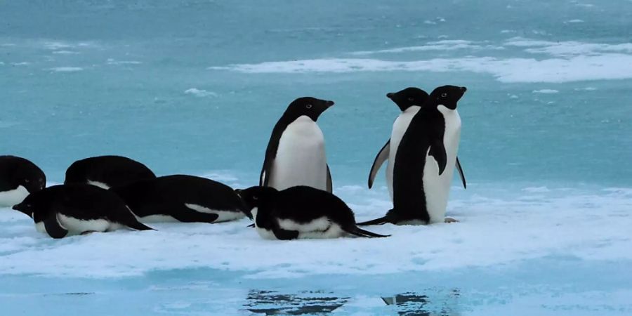 Pinguine müssen gemäss einer neuen Studie künftig mit mehr Regen und Nieselregen klarkommen. (Archivbild)