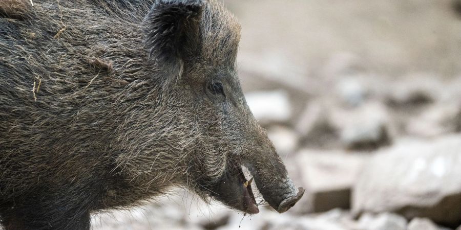 Ein Wildschwein hat sich in Krakau, Polen, verirrt und für Chaos gesorgt.