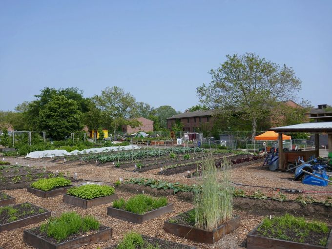 Garden beds Learn herbs