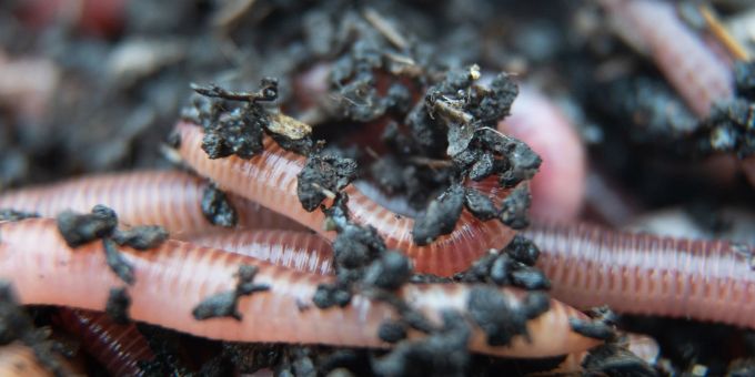 Ein Regenwurm für den Kompost liegt beim Wurmzüchter Bestworm in einer Kiste mit Erde. Ein Regenwurm für den Kompost liegt beim Wurmzüchter Bestworm in einer Kiste mit Erde.